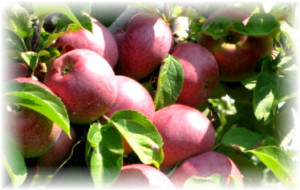 Apple1