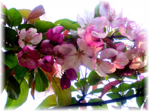 AppleBlossomsbyPie