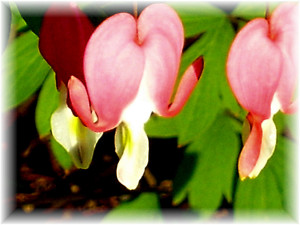 BleedingHeartFlower