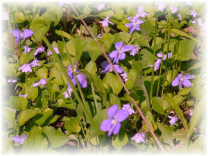 violet2